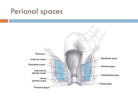 Ppt Perianal Suppuration Anal Abscess Fistula Powerpoint Presentation