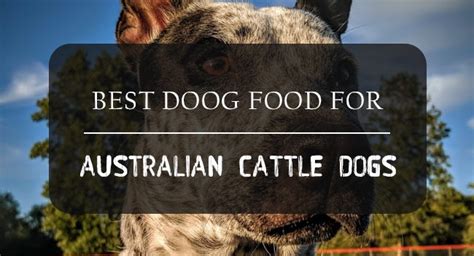 In a horribly deceptive and broken market, scratch has launched its fresher, healthier and more ethical food for australia's 4.8 million dogs. 5 Best Dog Foods for Australian Cattle Dogs (Reviews ...