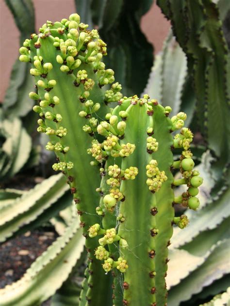 Euphorbia Ingens Candelabra Tree Cactus Spurge → Plant