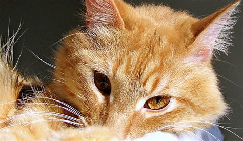 Ginger Cat Appreciation Day September 1 2023 Weird And Crazy Holidays