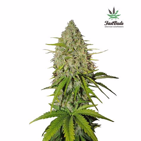 Fast Buds Autoflowering Cannabis Seeds Gorilla Glue Auto Fast Buds