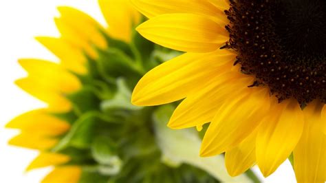 Sunflower Desktop Wallpapers 72 Background Pictures