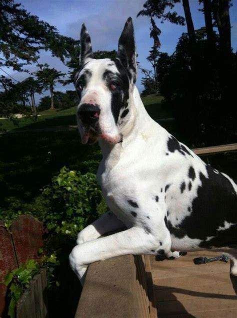Scientists Have Found That Great Dane Owners Love Their Dogs More Than