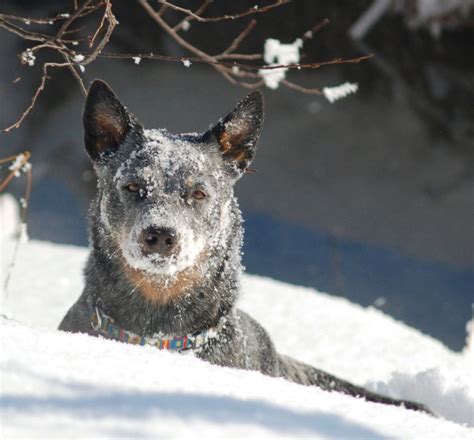 Blue Heeler Dog Breed Temperament Diet And Training