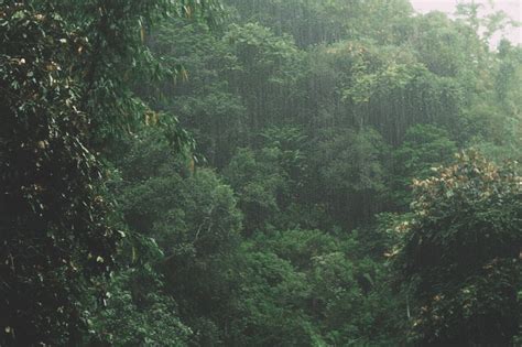 Hujan Di Tengah Hutan Hutan Hujan
