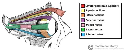 The Extraocular Muscles The Eyelid Eye Movement Teachmeanatomy