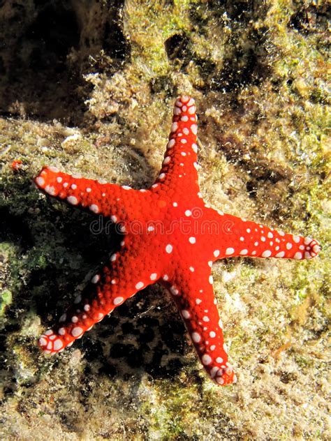 Gghardaqa Sea Star Stock Photo Image Of White Aquatic 11688972