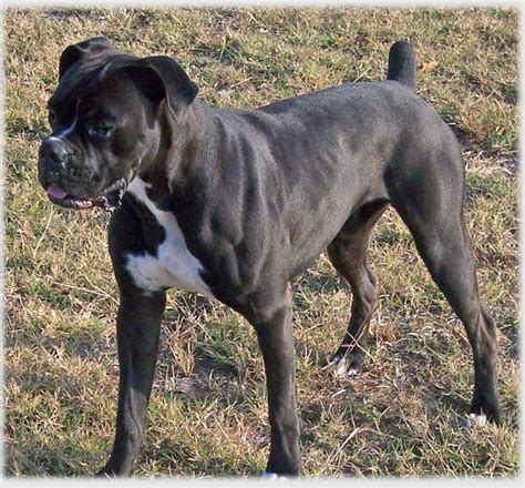 Akc Black Boxer Champion Boxer Puppy For Sale In Texas
