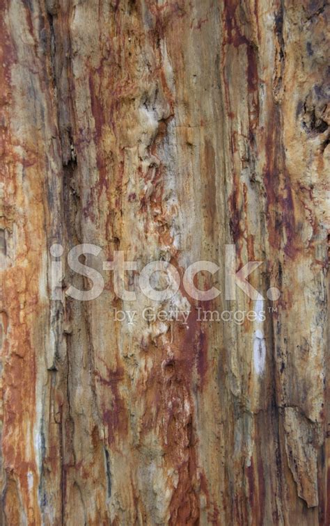 Bark Of Tree Stock Photo Royalty Free Freeimages
