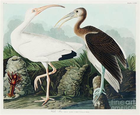 White Ibis From Birds Of America 1827 By John James Audubon Etched By