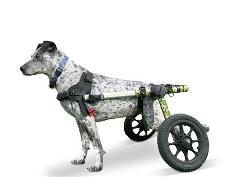 Camo Dog Wheelchair For Medlarge Dogs 50 69 Pounds Veterinarian
