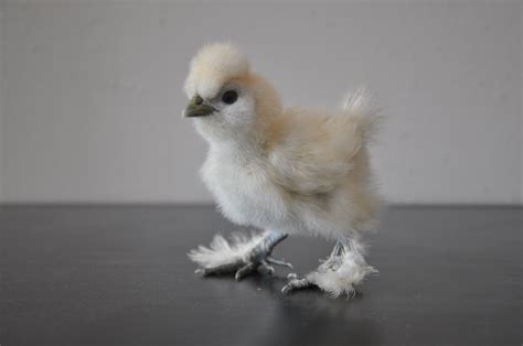 Pin By Donna Webb On Fur Silkie Chickens Beautiful Chickens Cute