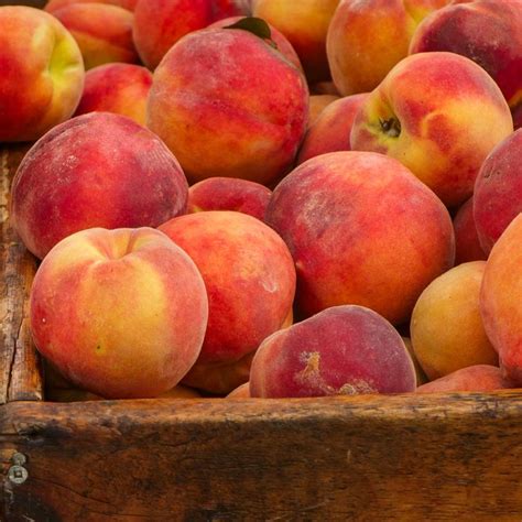 Heres How To Get Your Hands On The Freshest Georgia Peaches