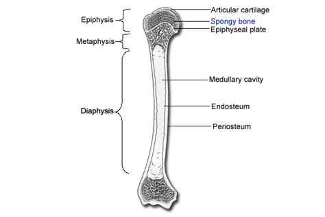 The plate is found in children and adolescents; structures of a long bone - Google Search | Epiphyseal ...