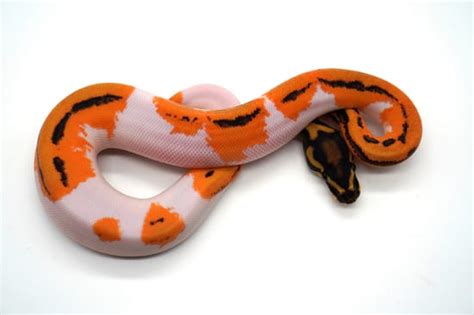 Super Orange Dream Yb Leopard Pied Ball Python By Ozzy Boids Llc Morphmarket