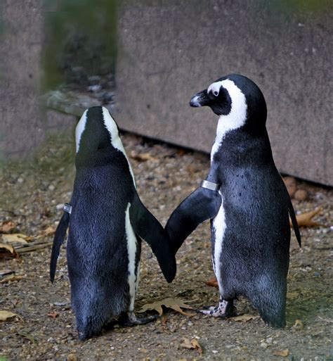 Penguin Love Free Stock Photo Public Domain Pictures
