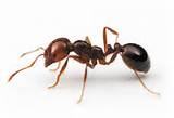 Pictures of Types Of Fire Ants
