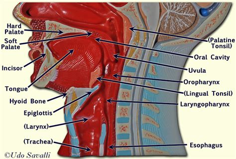 View, isolate, and learn human anatomy structures with zygote body. BIO202-Digestive Organs