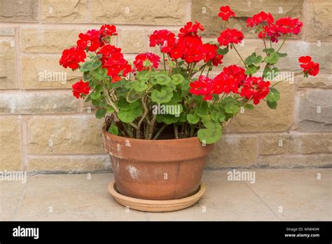 Bright Red Geraniums Pelargoniums In Terracotta Pot Stock Photo Alamy
