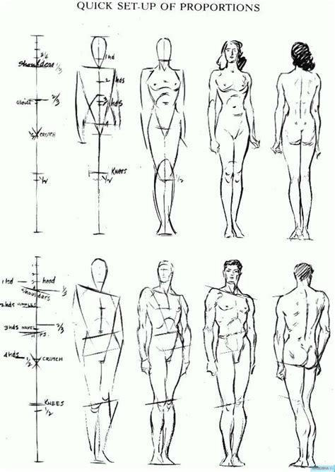 Рисуем пропорции человеческой фигуры Как рисовать тело человека в правильных пропорциях по
