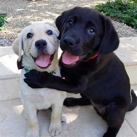 Incredible Photos Of Dogs Hugging Their Soulmates That Will Melt Your
