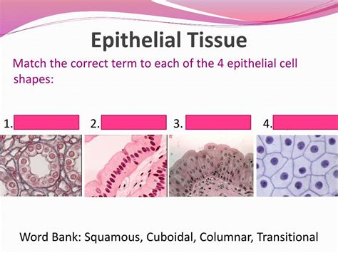 Ppt Epithelial Tissue Chapter 5 Powerpoint Presentation