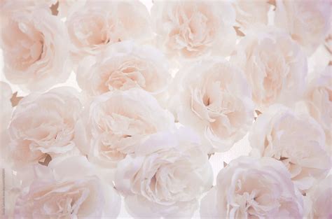 Pale Pink White Roses Background Stocksy United