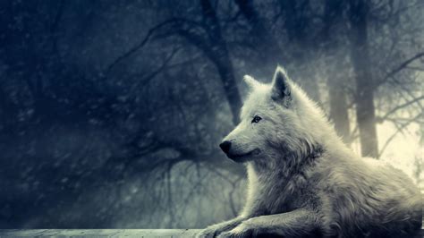 Lone Wolf Wallpapers Wallpaper Cave