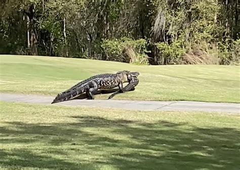 Video Shows Massive Central Florida Alligator Named Grandpappy Eating