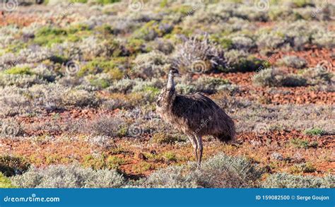 An Emu Walks In The Outback In South Australia Stock Photo Image Of