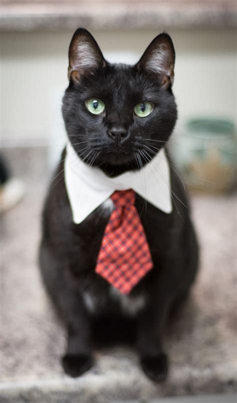 Cats In Ties Fathers Day Must Be Getting Close Catster