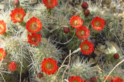 Mountainair Ranger District Hedge Hog Catus In Bloom Close Flickr