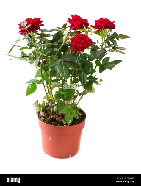 Red Rose Flower Pot Hi Res Stock Photography And Images Alamy