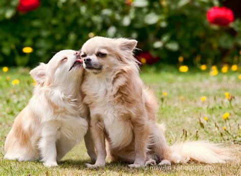 Sweet And Cute Animals Kissing Funny And Cute Animals
