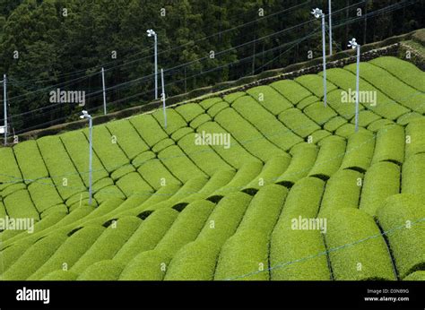 Rows Of Fresh Green Tea Bushes Growing At A Plantation In The