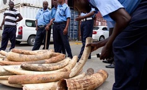 Africa Un Applauds China Efforts To Combat Illegal Ivory Trade