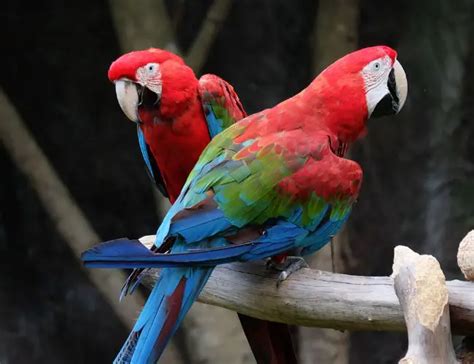Do Macaws Mate For Life Tame Feathers