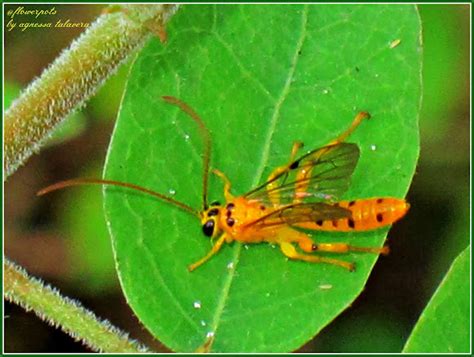 Yellow Ichneumon Wasp Male Project Noah