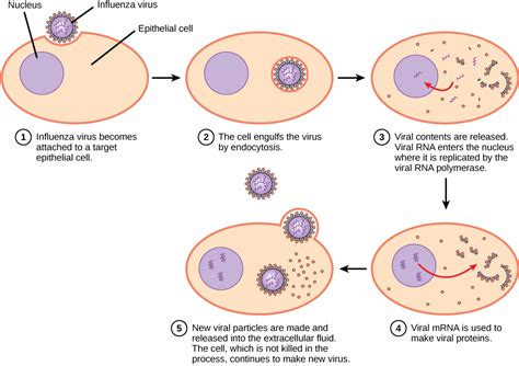 Etapy infekcji wirusowych wersja tekstowa Biologia dla Maturzystów