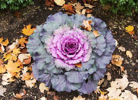 Ornamental Cabbage Fall Landscaping Ideas 21 Colorful Plants For