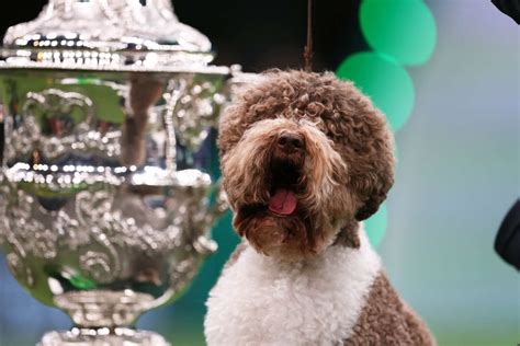 Crufts 2023 Lagotto Romagnolo Named Orca Wins Best In Show Flipboard