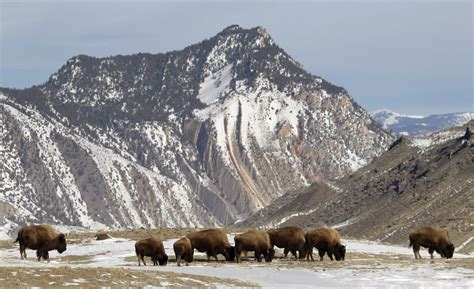 Revival Of The American Bison At Yellowstone National Park Cbs News