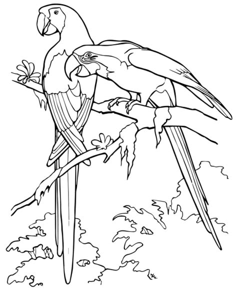 Scarlet Macaw Parrots Coloring Page Free Printable Coloring Pages For