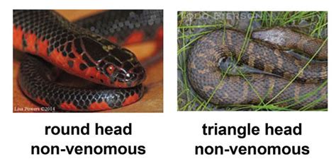 Non Venomous Kentucky Snake Identification