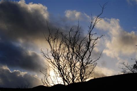 Free Images Landscape Tree Nature Forest Branch Silhouette