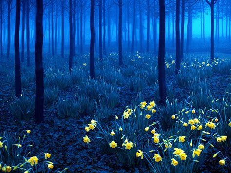 Black Forest Germany At Night Earth Planet Photo 39492991 Fanpop