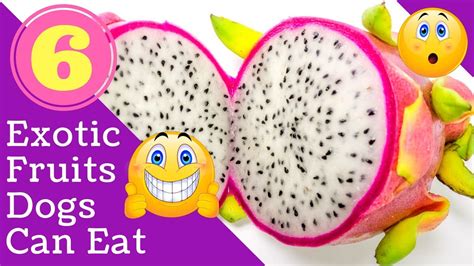 A very small amount of the fruit can serve as a nice treat for your pup in the hot summer months. 6 Exotic Fruits Dogs Can Eat - YouTube