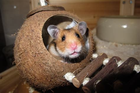 Your Ultimate Hamster Care Guide