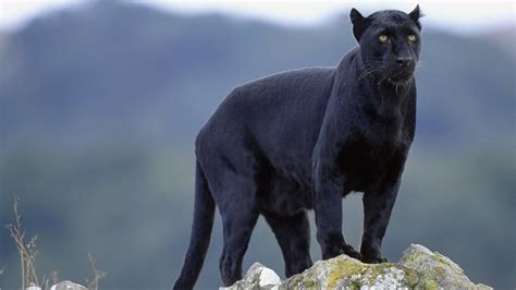 Black Panther Adaptations