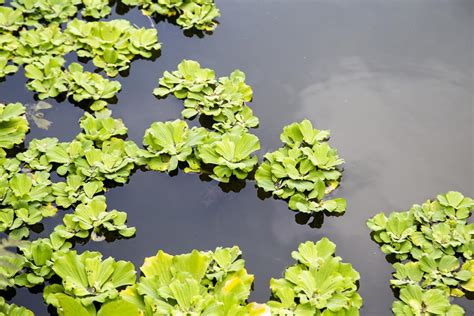 Duckweed Facts Gardenerdy